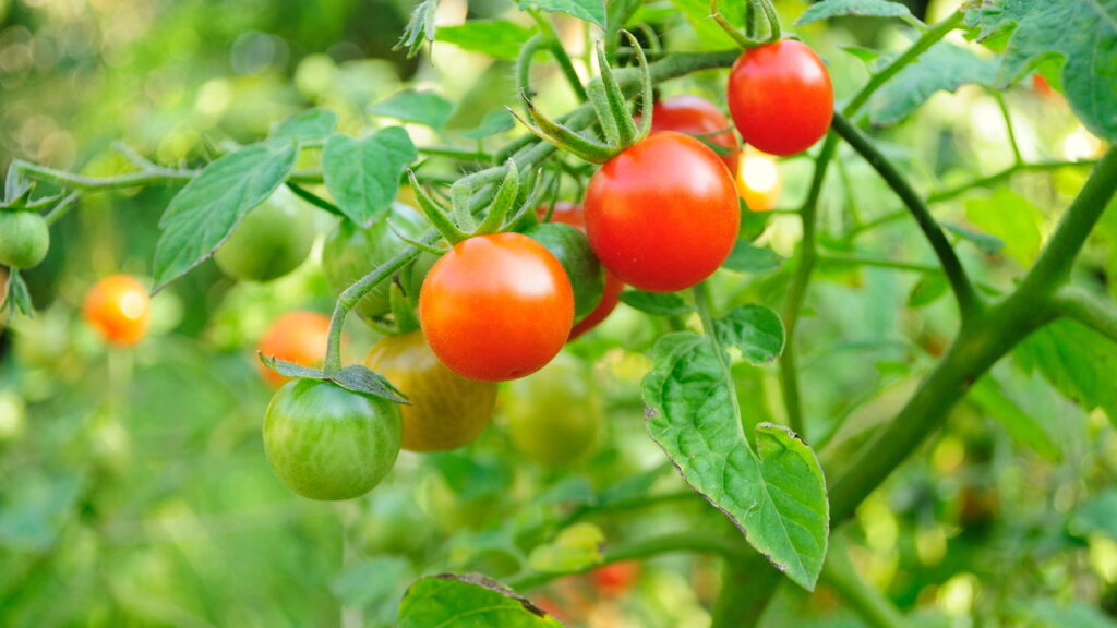 Passo a passo FÁCIL para você ter tomates cereja na sua casa!