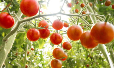 Passo a passo FÁCIL para você ter tomates cereja na sua casa!