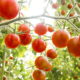 Passo a passo FÁCIL para você ter tomates cereja na sua casa!