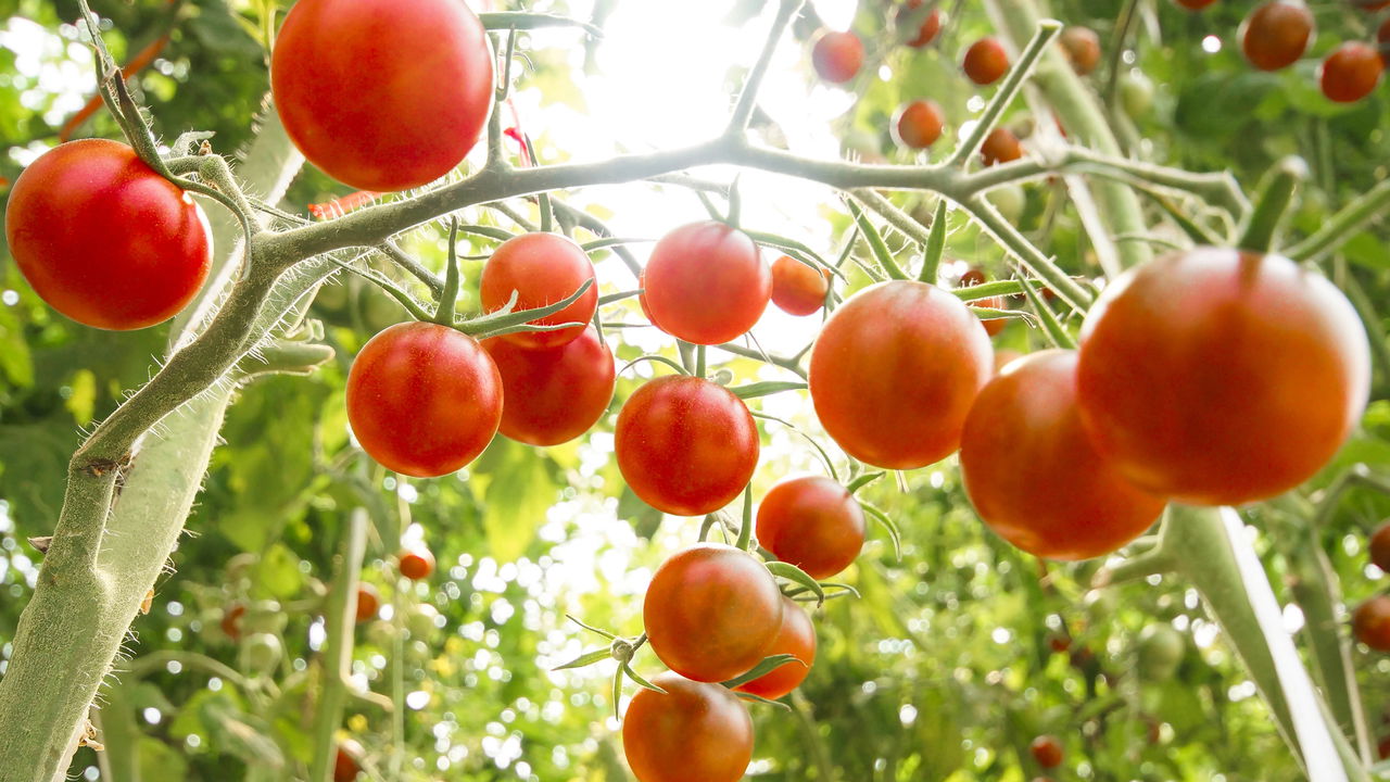 Passo a passo FÁCIL para você ter tomates cereja na sua casa!