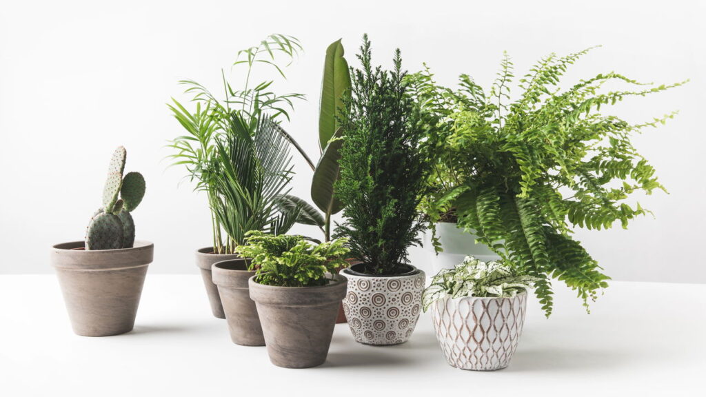 Estas plantas limpam o ar da sua casa e ainda transformam a decoração!