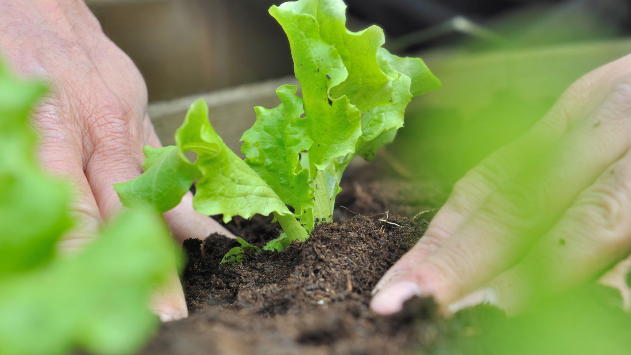 Como plantar alface em casa de forma FÁCIL e SIMPLES