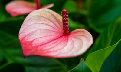 Essas 4 flores exóticas vão deixar sua casa ainda mais sofisticada!