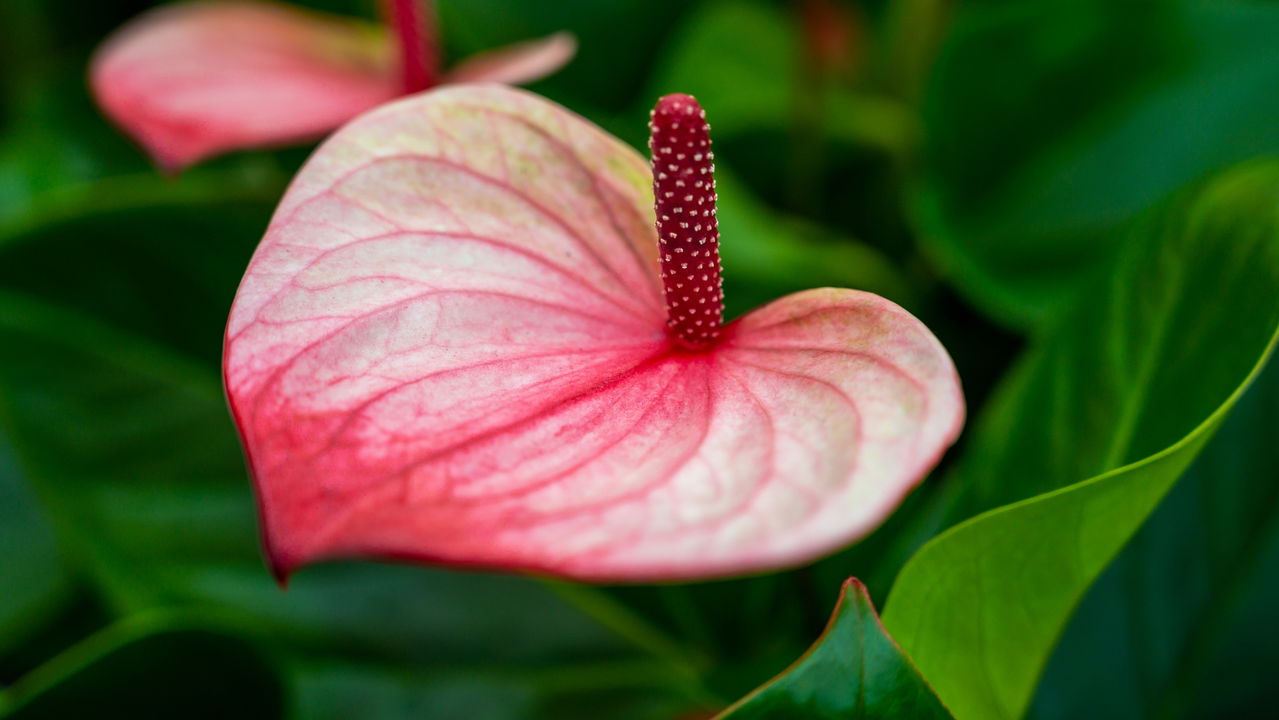 Essas 4 flores exóticas vão deixar sua casa ainda mais sofisticada!