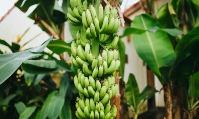 Bananeiras em casa? Descubra o segredo para um cultivo de sucesso