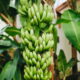 Bananeiras em casa? Descubra o segredo para um cultivo de sucesso