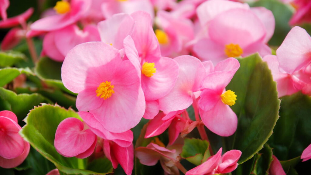 Flores comestíveis são tendência na gastronomia 