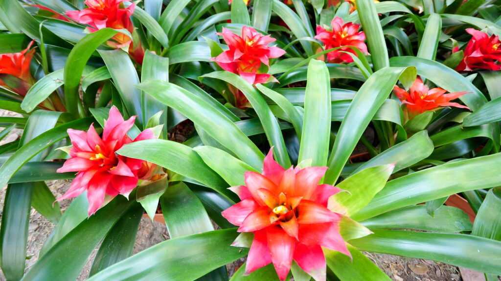 Essas 4 flores exóticas vão deixar sua casa ainda mais sofisticada!