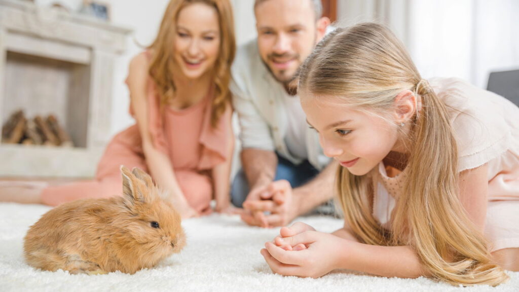 Descubra se o seu coelho é macho ou fêmea!