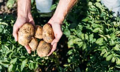 Guia definitivo para cultivar batata e evitar erros comuns