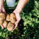 Guia definitivo para cultivar batata e evitar erros comuns