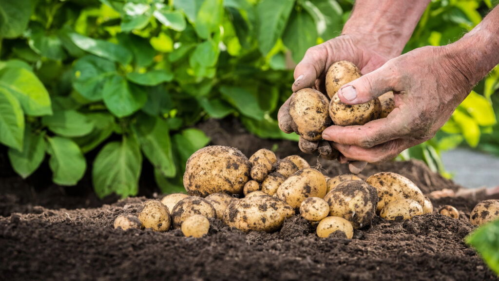 Guia definitivo para cultivar batata e evitar erros comuns