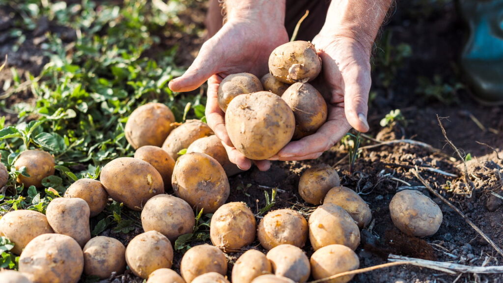 Guia definitivo para cultivar batata e evitar erros comuns