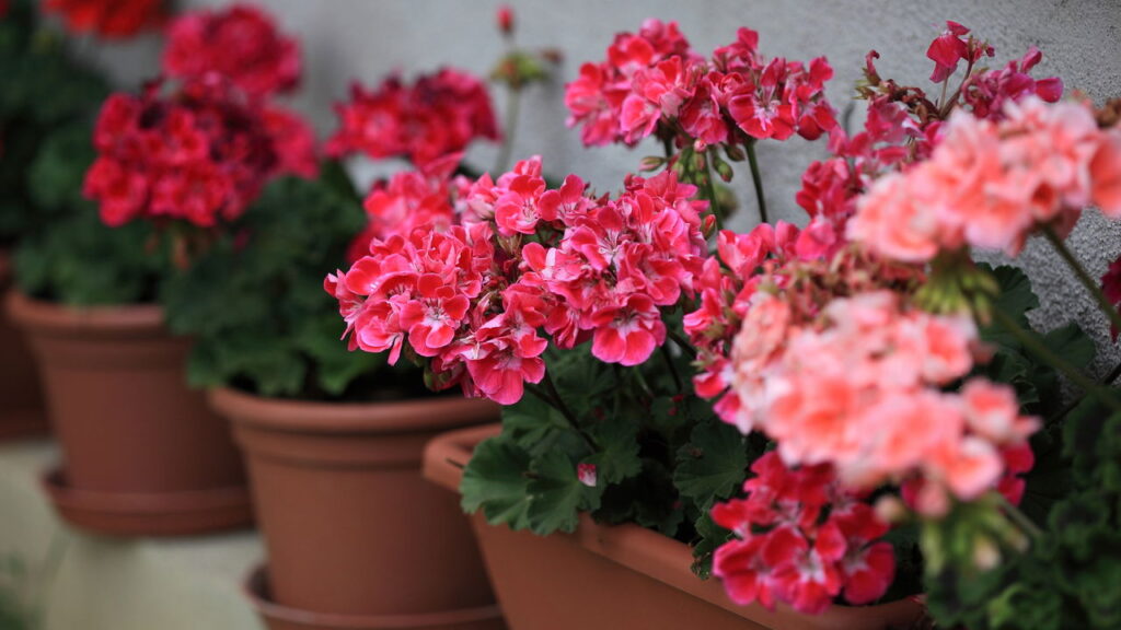 6 Plantas que garantem flores durante TODO o ano