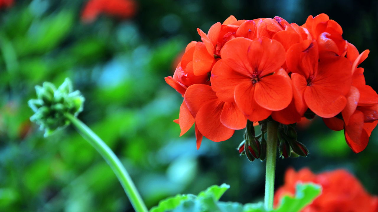 6 Plantas que garantem flores durante TODO o ano