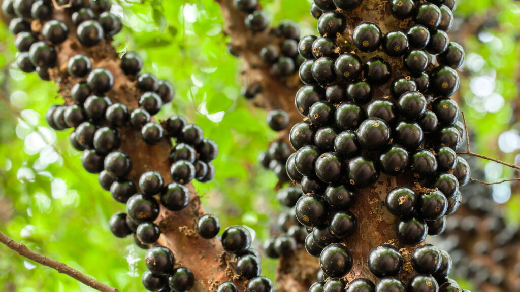 Passo a passo para plantar jabuticabeira e garantir uma colheita farta