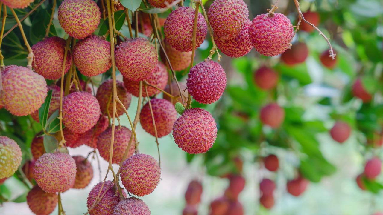 O segredo para cultivar lichias perfeitas em casa!