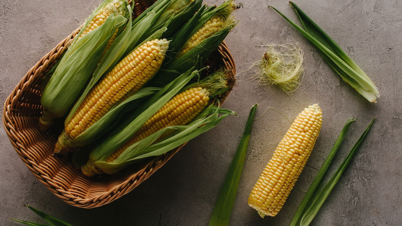 O guia definitivo para cultivar milho em casa e colher espigas perfeitas