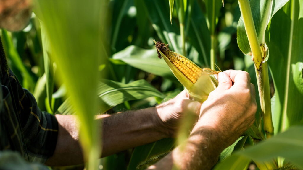 O guia definitivo para cultivar milho em casa e colher espigas perfeitas