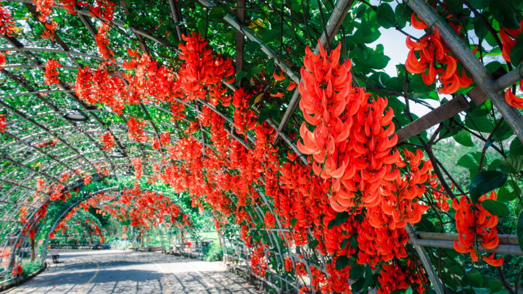 6 trepadeiras floridas que farão seu muro brilhar de beleza