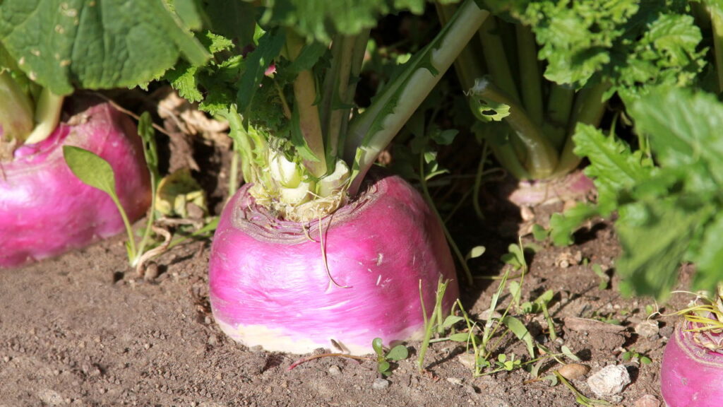 Como cultivar nabo de forma simples e rápida na sua casa