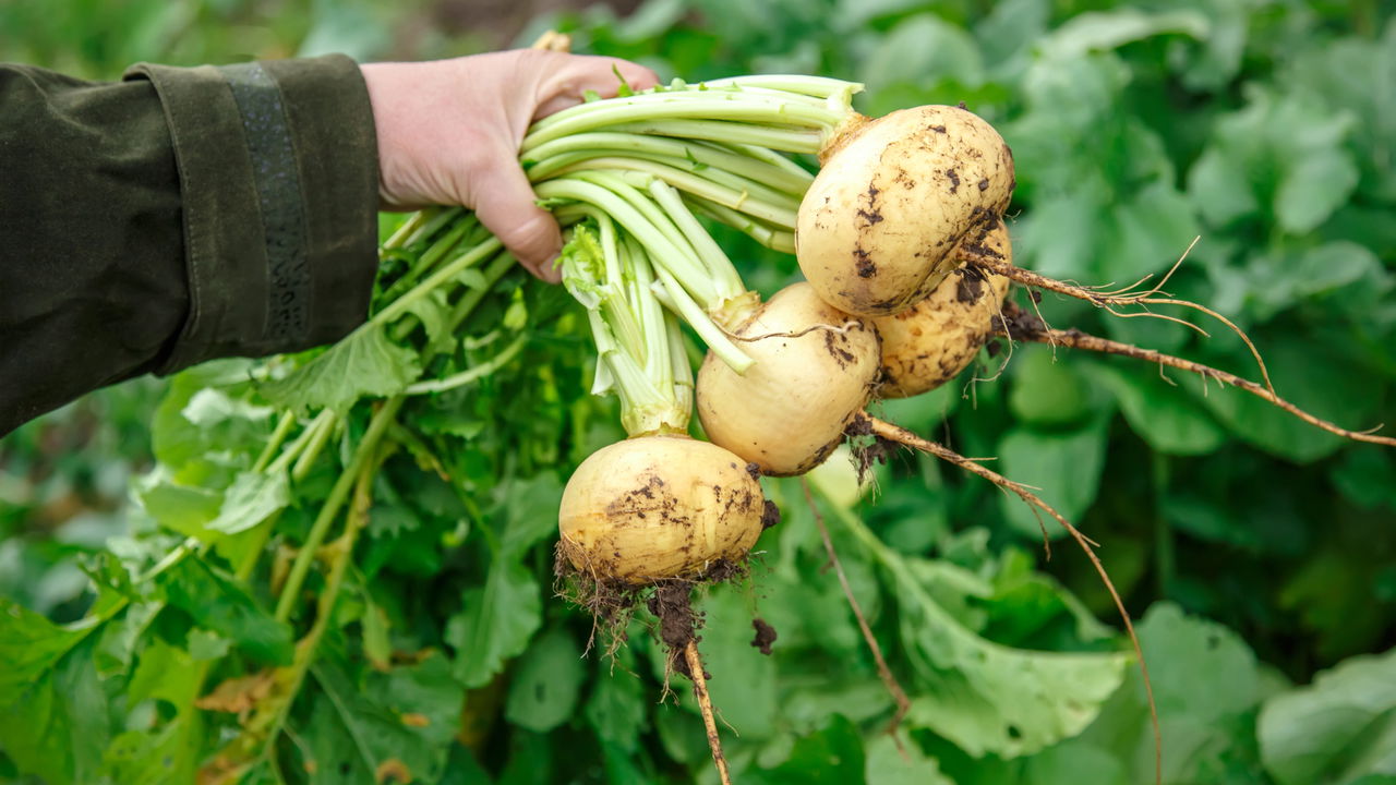 Como cultivar nabo de forma simples e rápida na sua casa