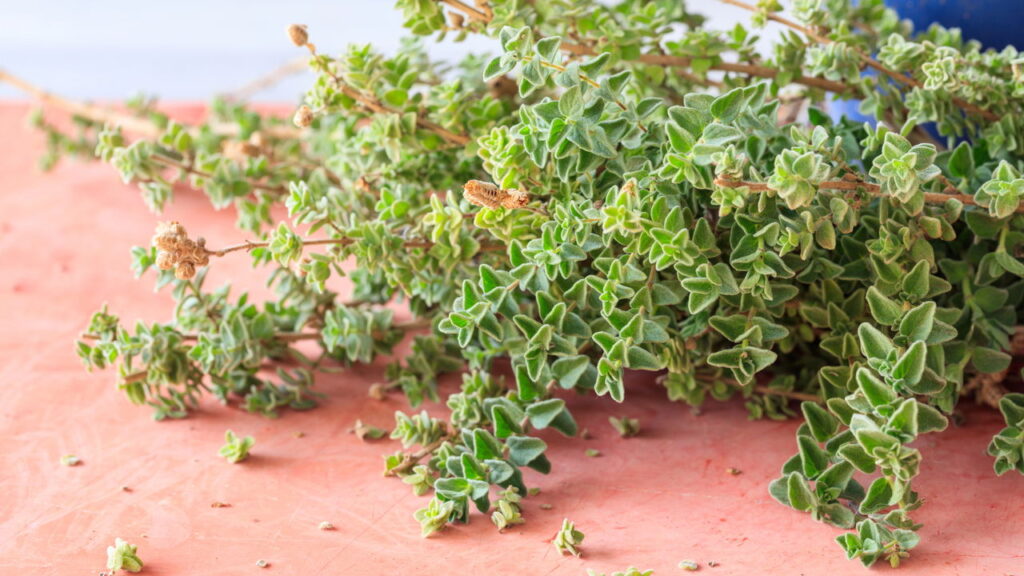 O segredo para cultivar orégano fresco de forma simples