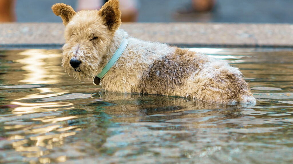 Como proteger seus animais de estimação no calor!