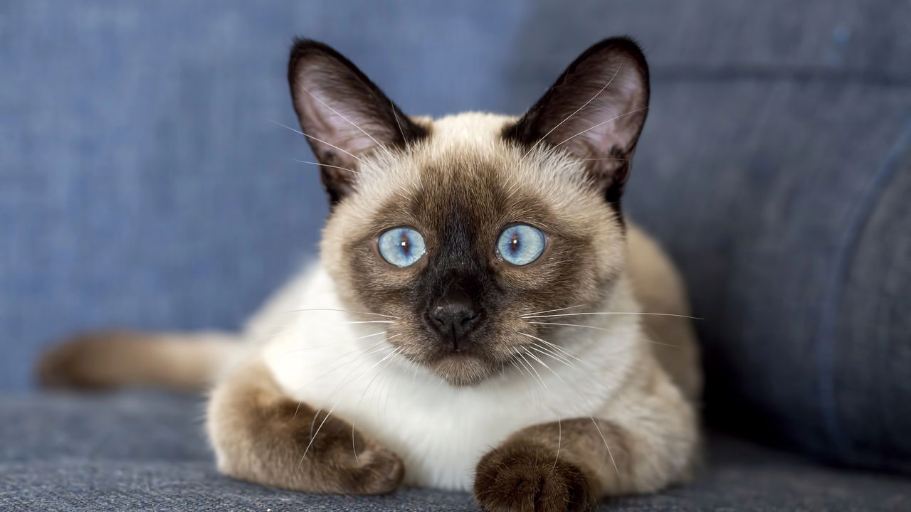 Popular e inteligente! Esse gato está em muitas casas no Brasil