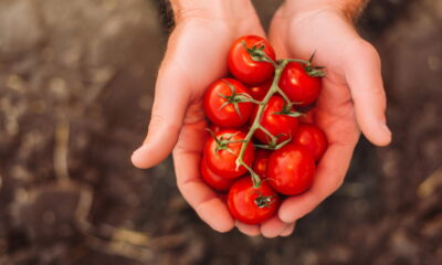 Como plantar tomate cereja e colher frutos doces e saudáveis