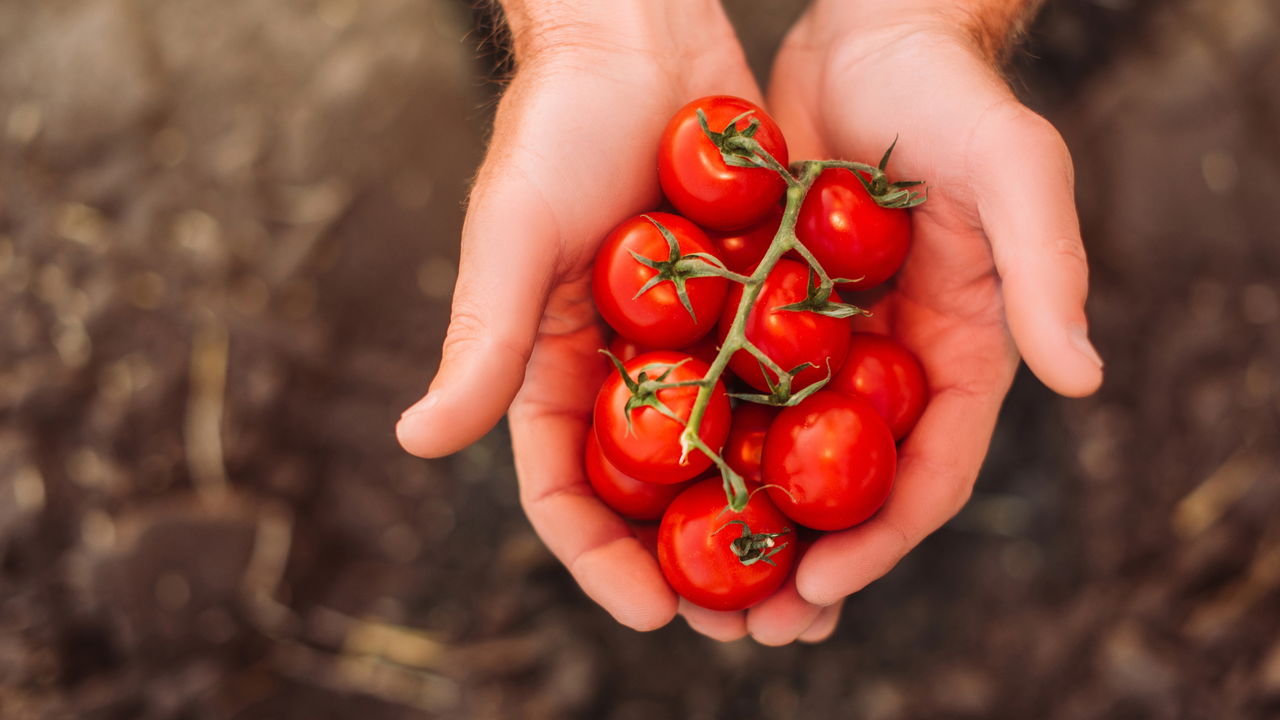 Como plantar tomate cereja e colher frutos doces e saudáveis