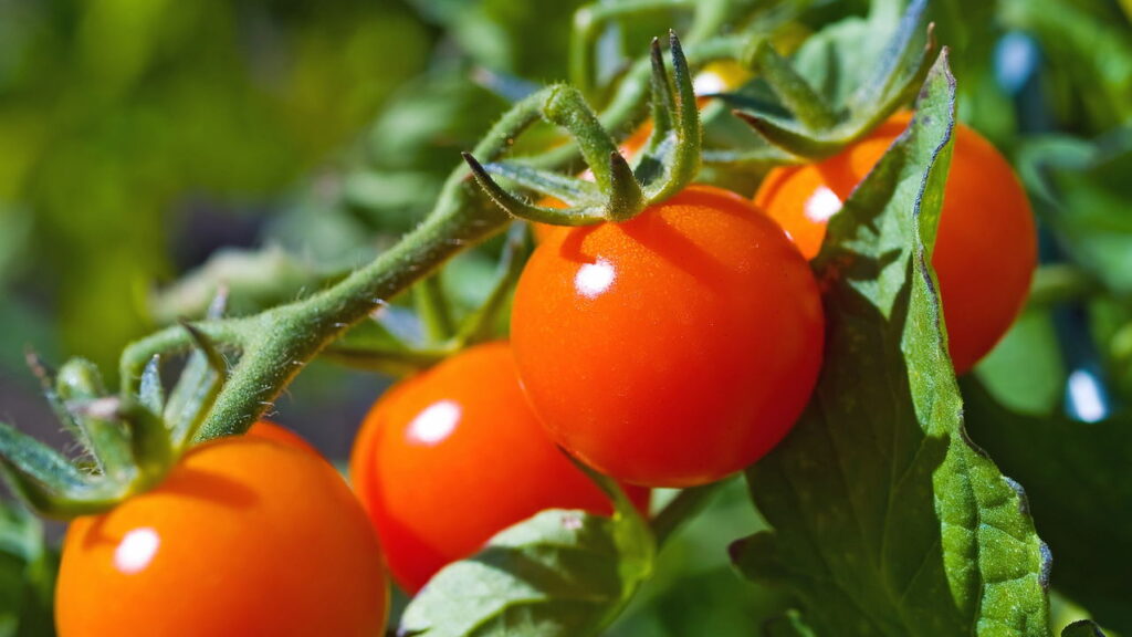 Como plantar tomate cereja e colher frutos doces e saudáveis