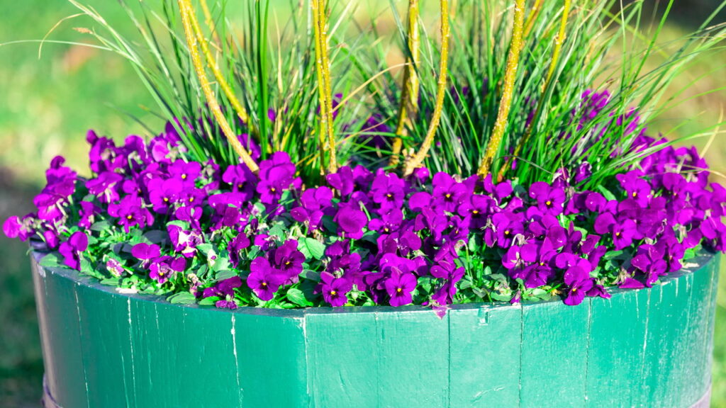 Flores fáceis de cultivar para um jardim encantador!