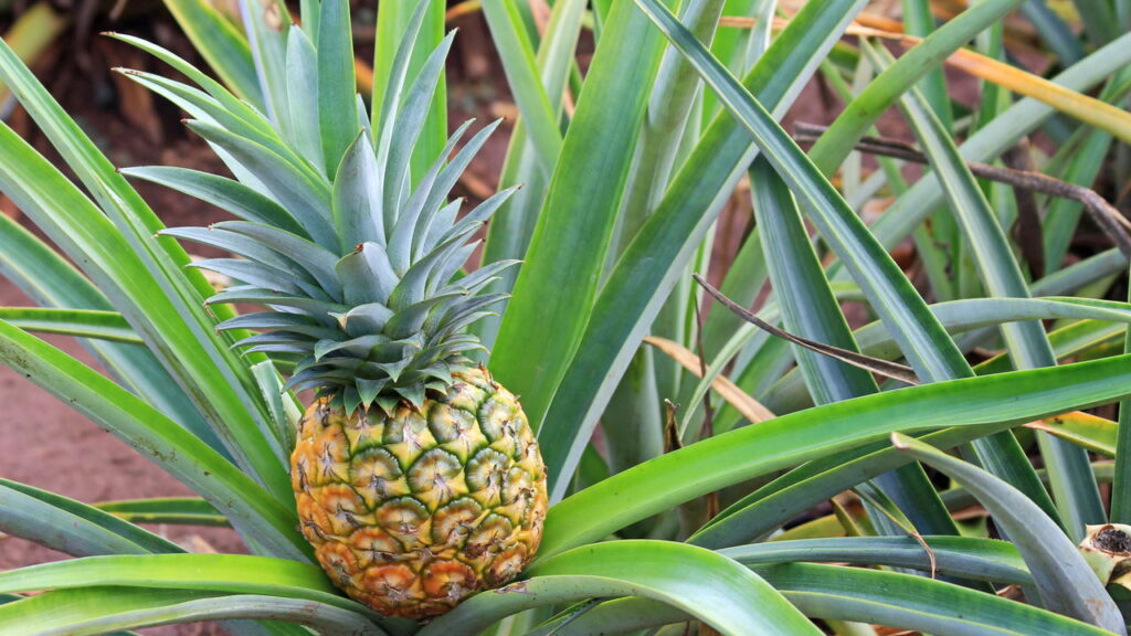 O que plantar em março? Frutas e hortaliças IMPERDÍVEIS