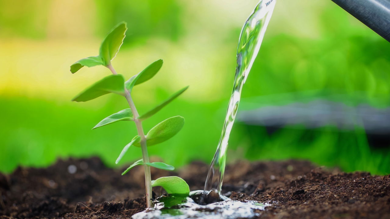 A solução caseira que faz suas plantas crescerem sem parar!