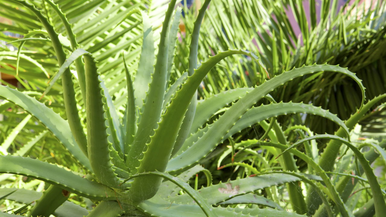 Verde que cura! As melhores plantas para reduzir o estresse e a ansiedade