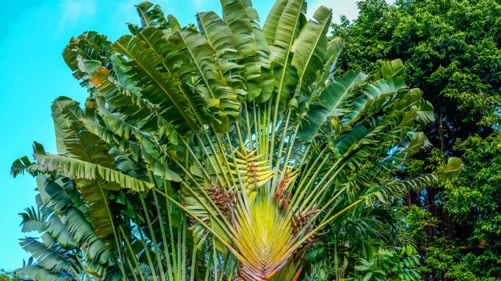 Você sabia? Essas frutas estão em risco de desaparecer