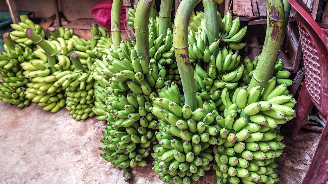 Você sabia? Essas frutas estão em risco de desaparecer