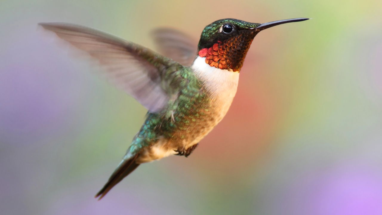 Faça um bebedouro para beija-flor no estilo do PARQUE das Aves