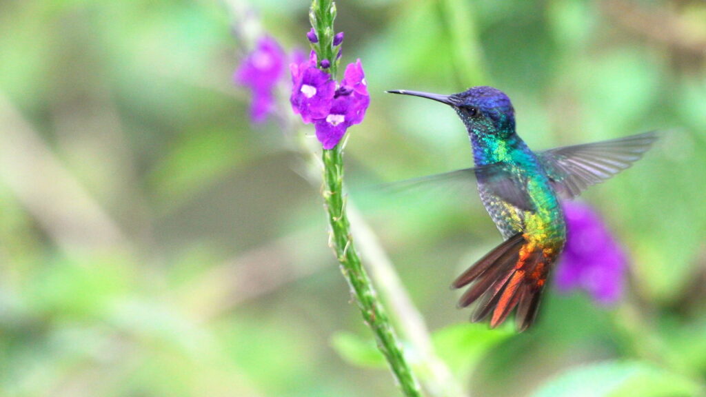 Faça um bebedouro para beija-flor no estilo do PARQUE das Aves