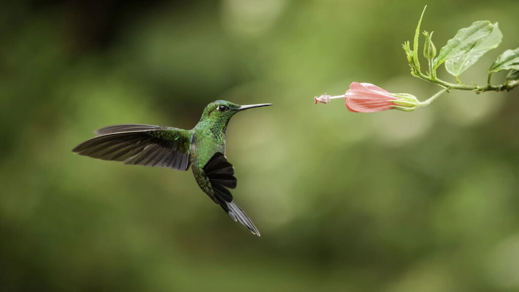 Faça um bebedouro para beija-flor no estilo do PARQUE das Aves