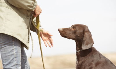 Seu cachorro não te obedece? 4 truques para mudar isso agora!