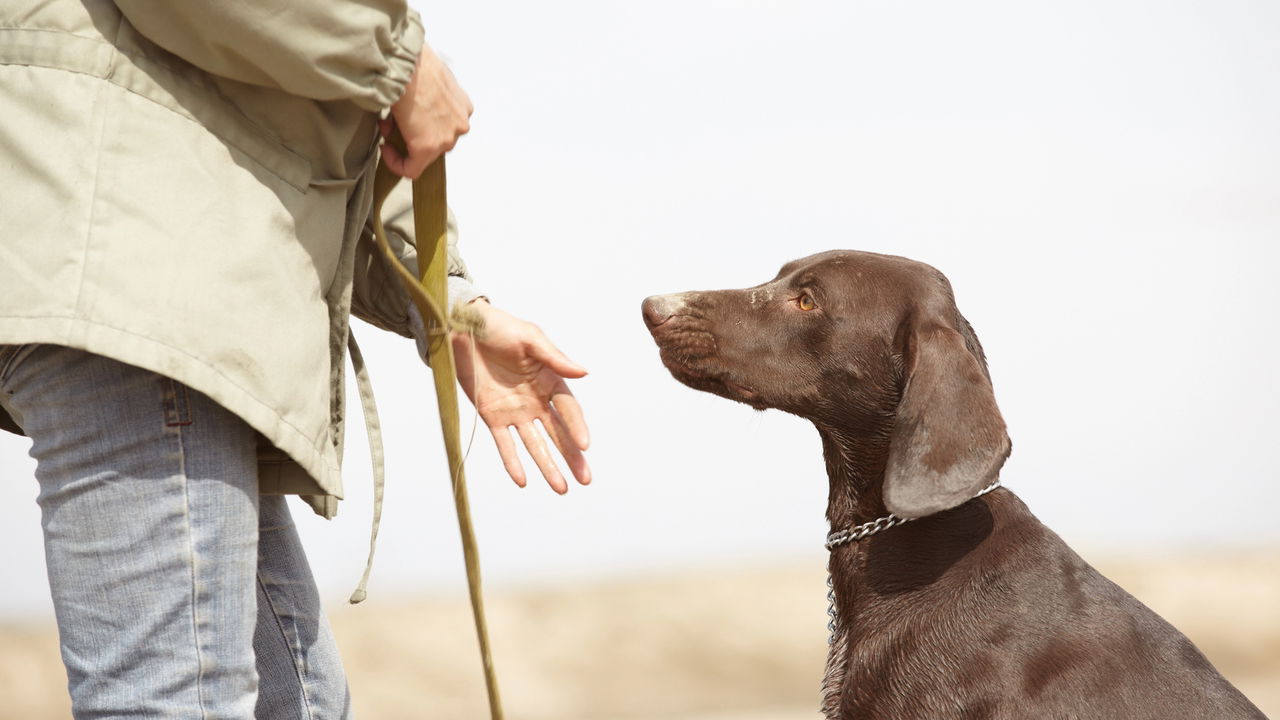 Seu cachorro não te obedece? 4 truques para mudar isso agora!