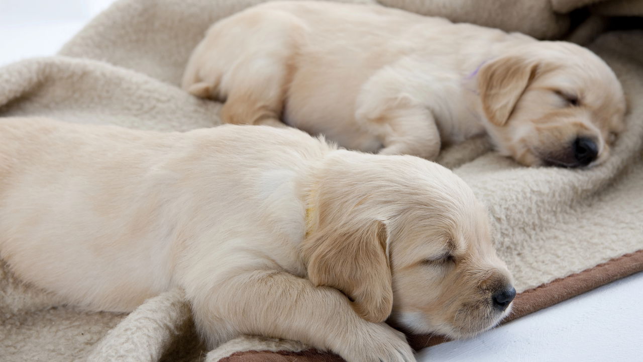 Procurando um nome para seu cachorro? Veja as melhores opções!