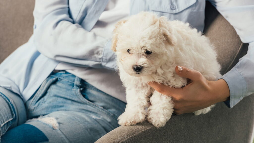 Procurando um nome para seu cachorro? Veja as melhores opções!