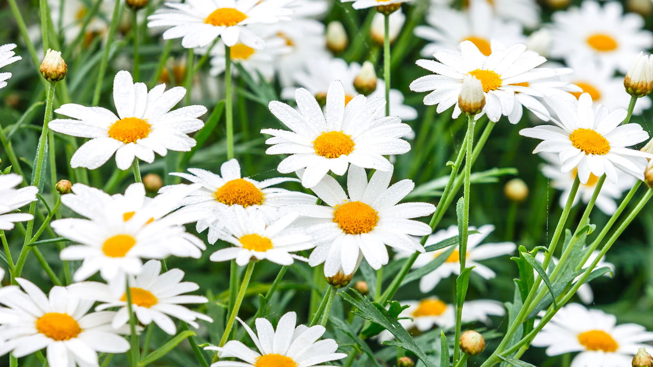 Plantas que podem curar doenças? Conheça os remédios naturais