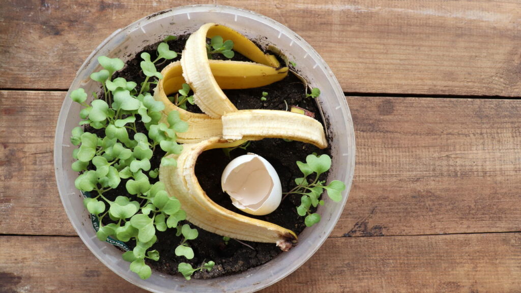 A casca de banana é a chave para um jardim saudável e sustentável!