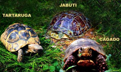 Saiba as diferenças entre tartarugas, jabutis e cágados