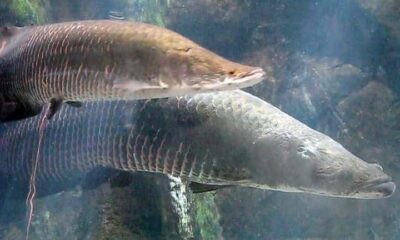 Os maiores peixes de água doce do Brasil