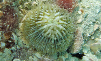 Coral que ‘caminha’ pelo oceano atrás de luz surpreende cientistas